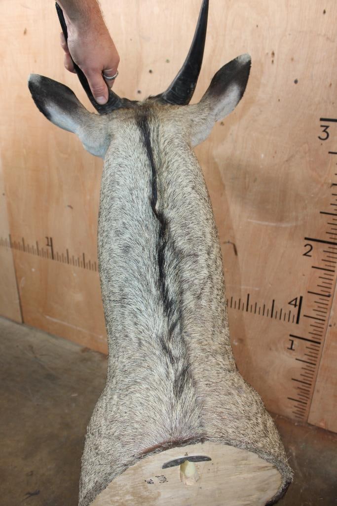 Big NILGAI Shoulder Mount - 5