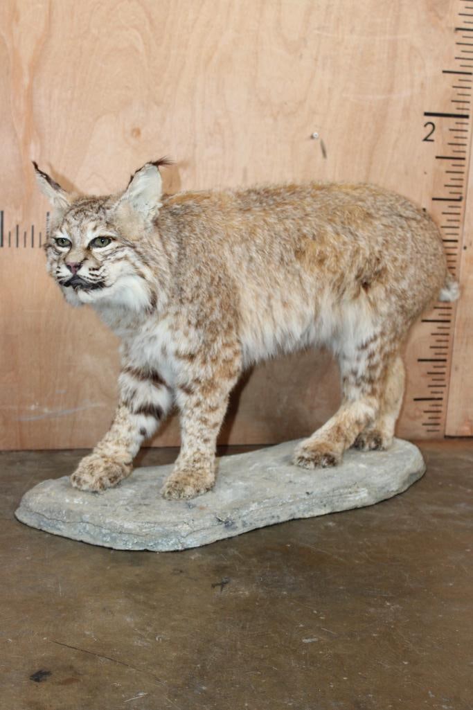 Life-sized LYNX CAT on a Natural Base: Life-sized LYNX CAT on a Natural Stationary Base. It measures 31" Long x 11" Wide x 21" Tall. This is an older mount missing fur from its chest and belly. Otherwise it is in Good Condition.
