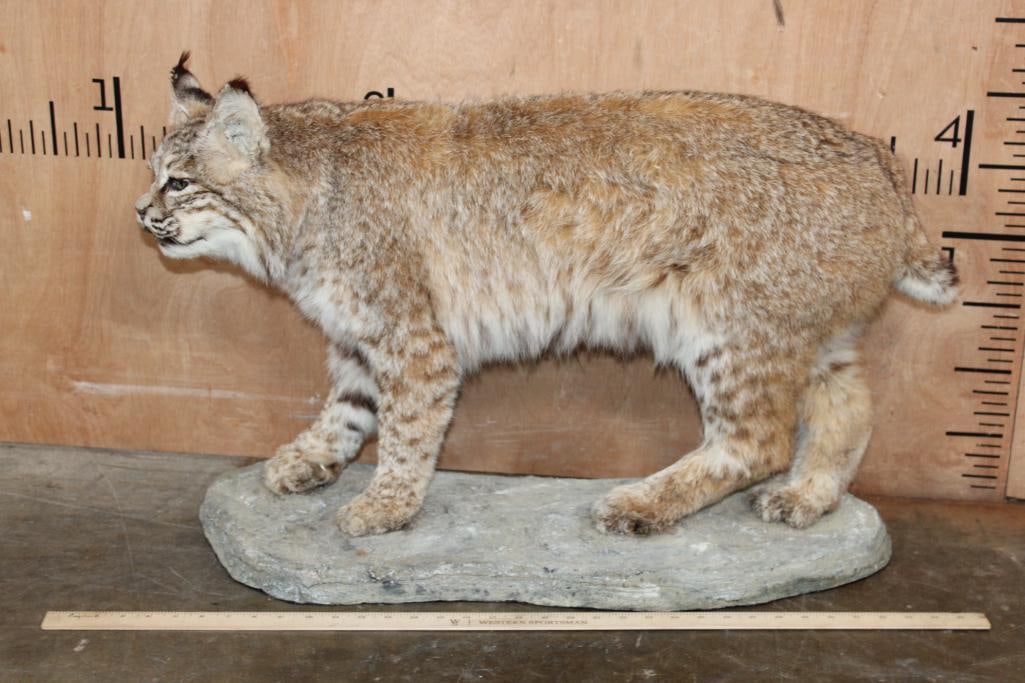 Life-sized LYNX CAT on a Natural Base - 2