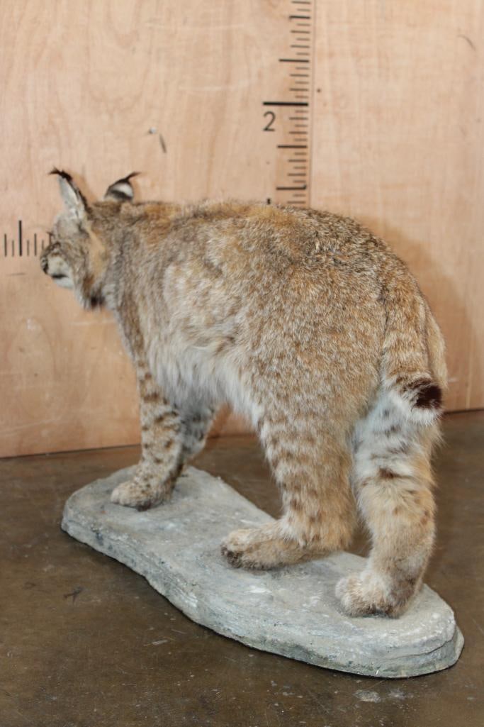 Life-sized LYNX CAT on a Natural Base - 3