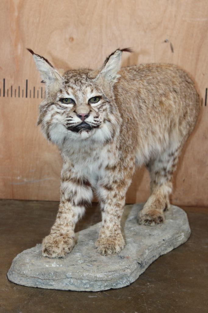 Life-sized LYNX CAT on a Natural Base - 4