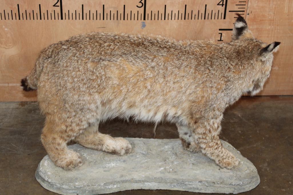 Life-sized LYNX CAT on a Natural Base - 5