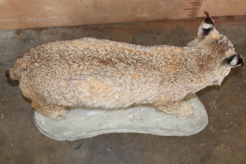 Life-sized LYNX CAT on a Natural Base - 6