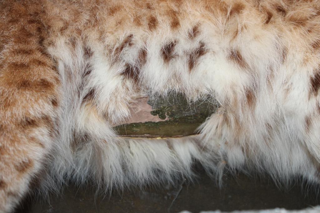 Life-sized LYNX CAT on a Natural Base - 7