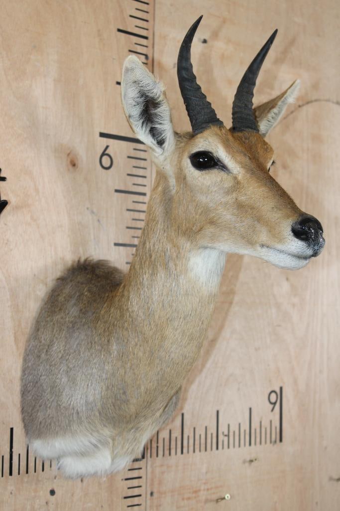 MOUNTAIN REEDBUCK Shoulder Mount - 2