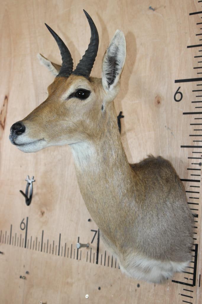 MOUNTAIN REEDBUCK Shoulder Mount - 3