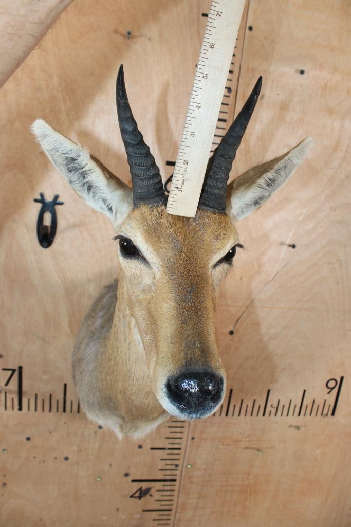 MOUNTAIN REEDBUCK Shoulder Mount - 4