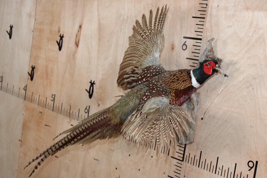 Flying PHEASANT on a Driftwood Wall Hanging Base - 2
