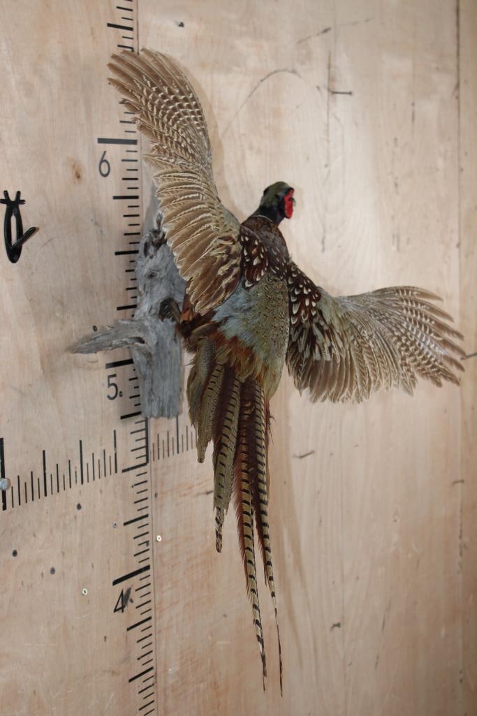 Flying PHEASANT on a Driftwood Wall Hanging Base - 3