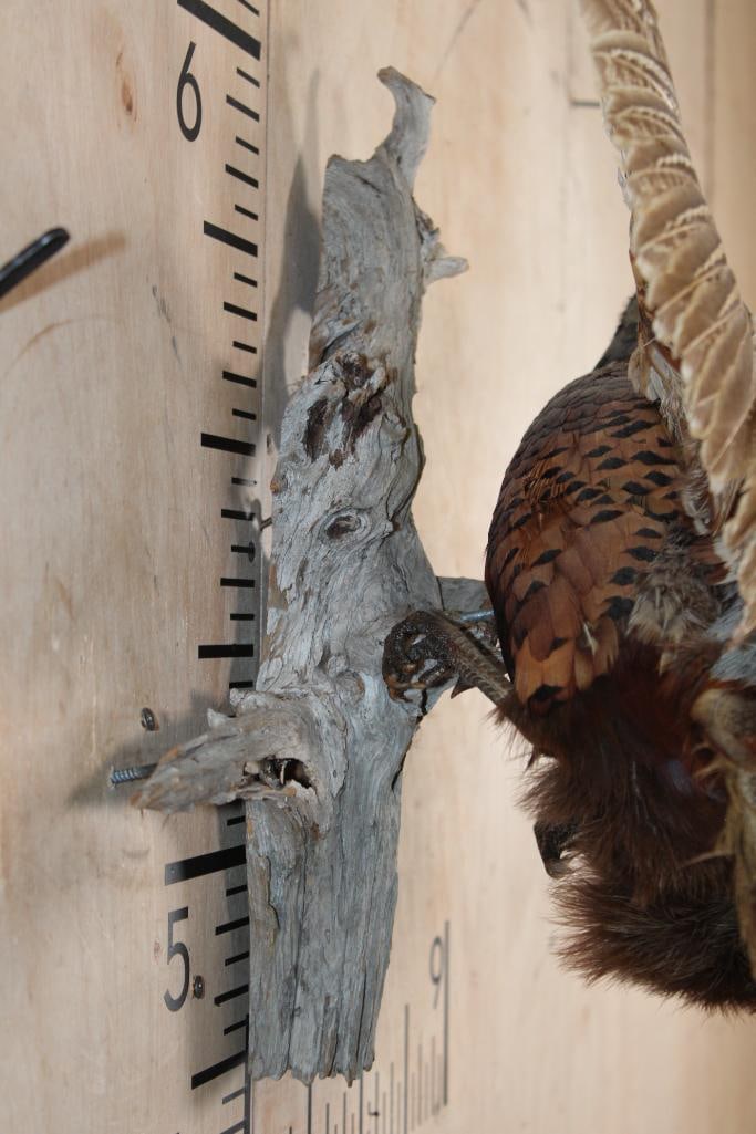Flying PHEASANT on a Driftwood Wall Hanging Base - 4