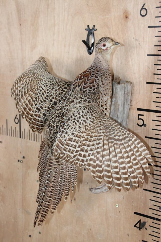 Flying Female PHEASANT on a Driftwood Wall Hanging Base - 2