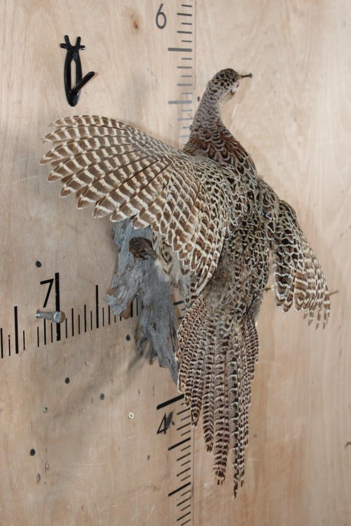 Flying Female PHEASANT on a Driftwood Wall Hanging Base - 3