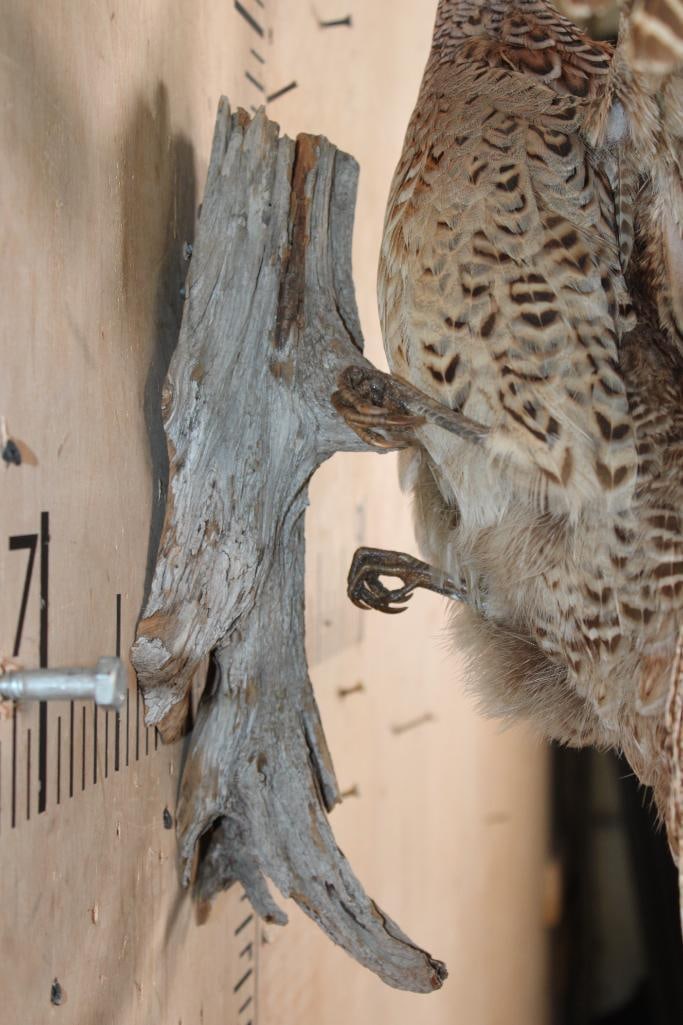 Flying Female PHEASANT on a Driftwood Wall Hanging Base - 4