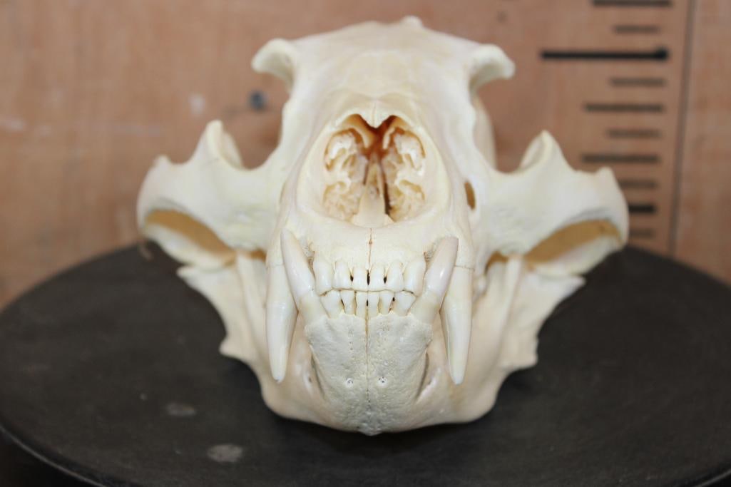 Big BLACK BEAR Skull - 2