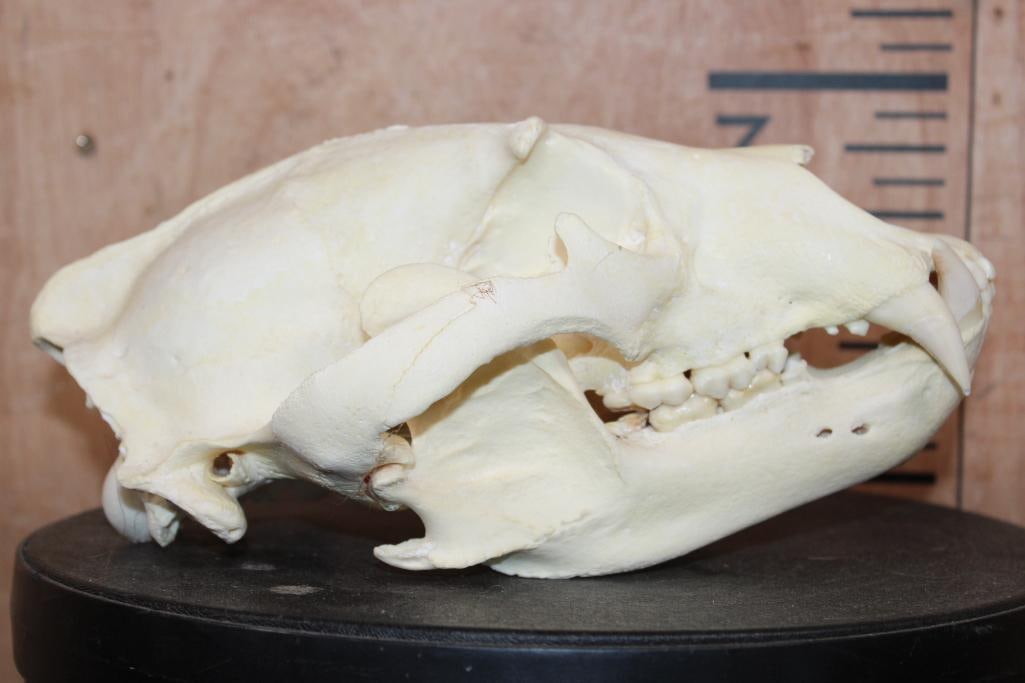 Big BLACK BEAR Skull - 3