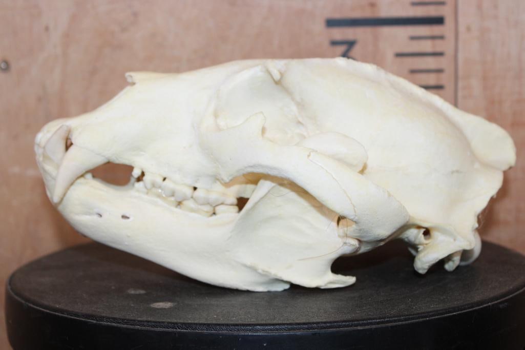 Big BLACK BEAR Skull - 4