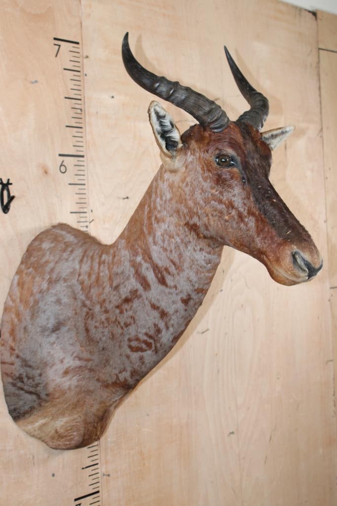 TSESSEBE Shoulder Mount - 2
