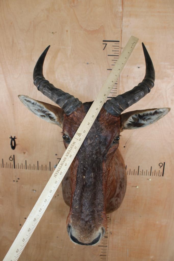 TSESSEBE Shoulder Mount - 4