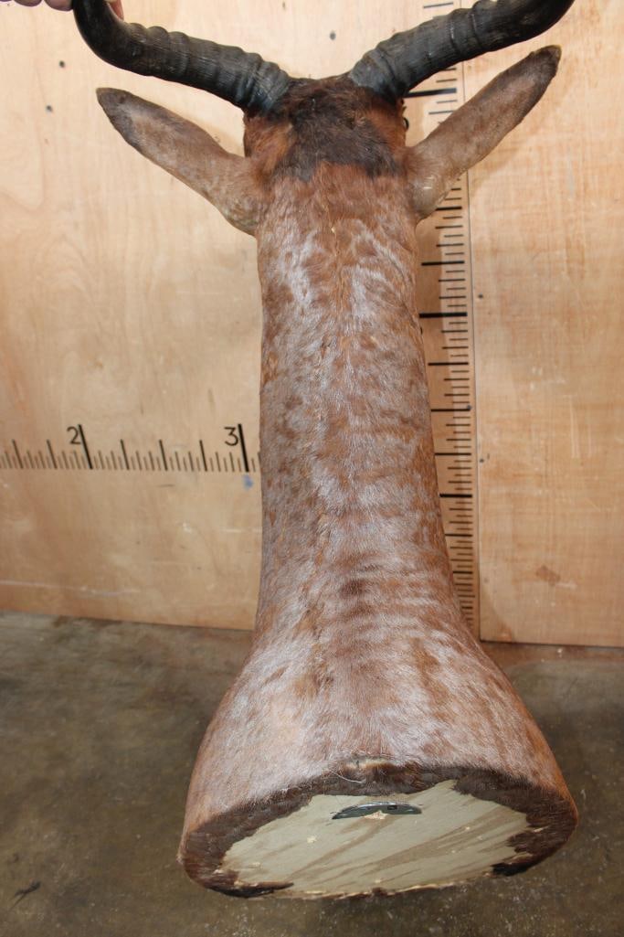TSESSEBE Shoulder Mount - 5