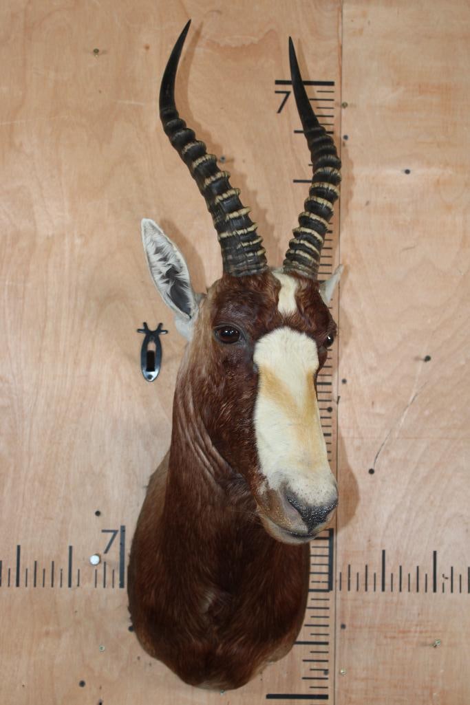 BLESBOK Shoulder Mount - 2
