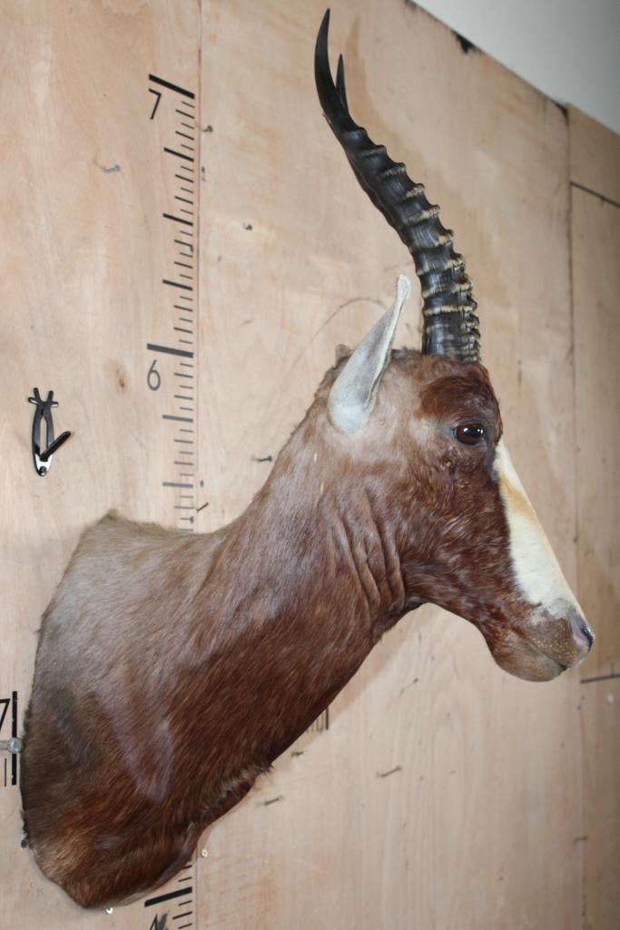 BLESBOK Shoulder Mount - 3