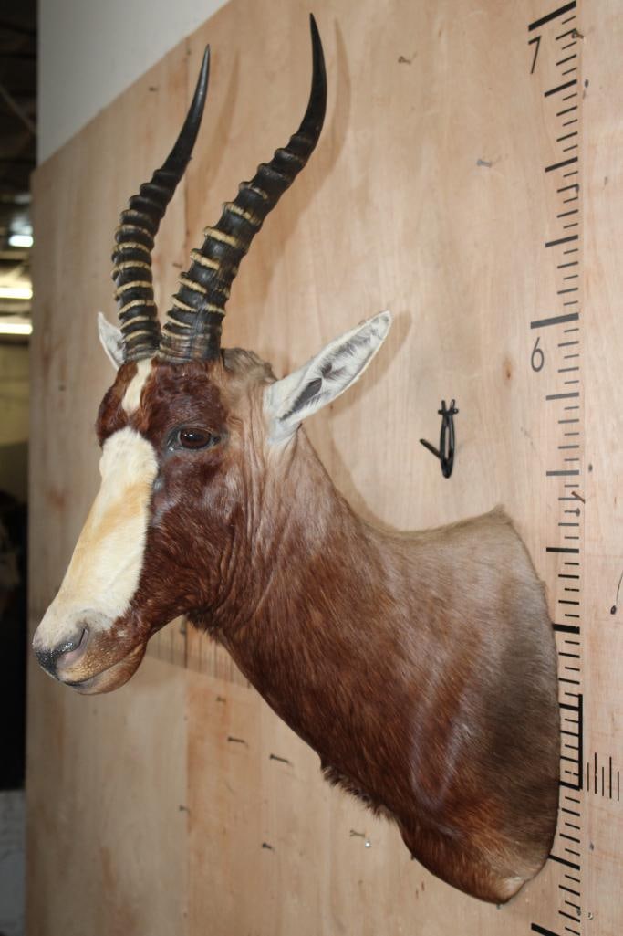 BLESBOK Shoulder Mount - 4