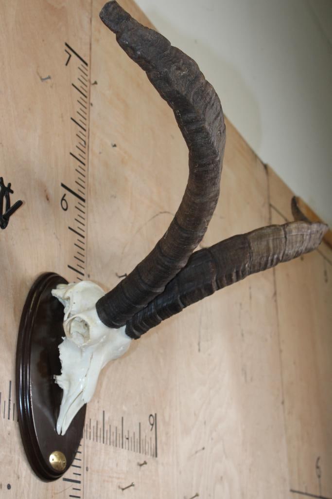Big GREDOS IBEX Skull on a Wood Plaque - 2