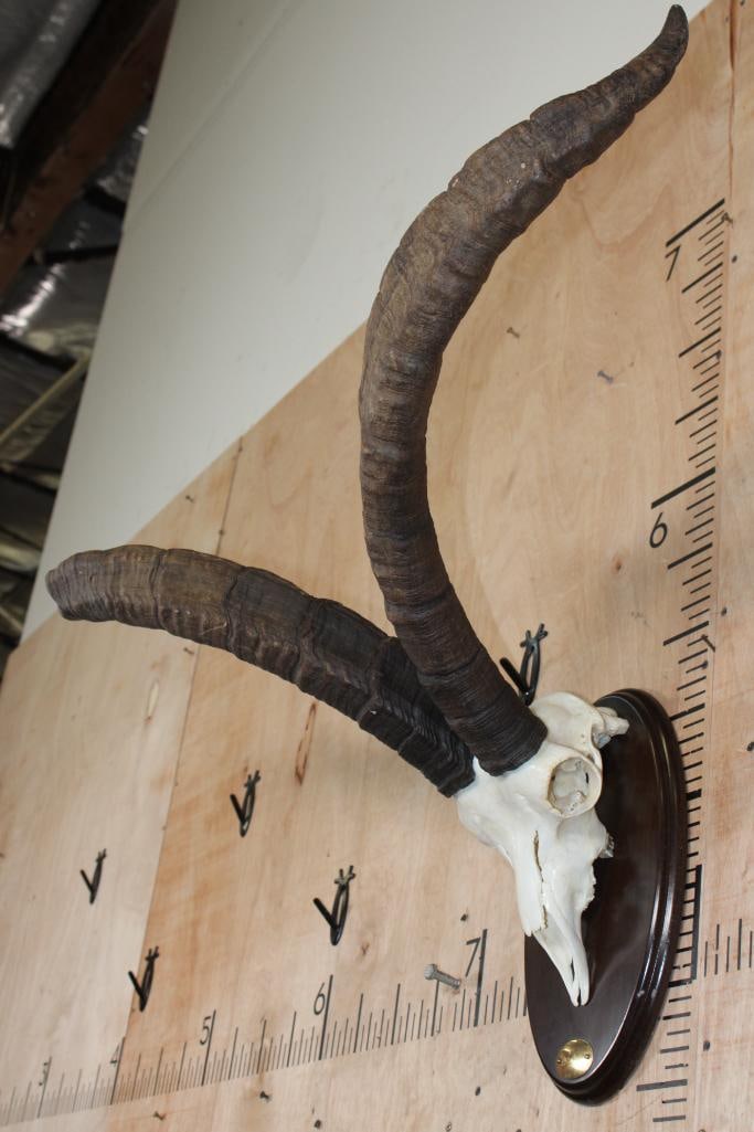 Big GREDOS IBEX Skull on a Wood Plaque - 3