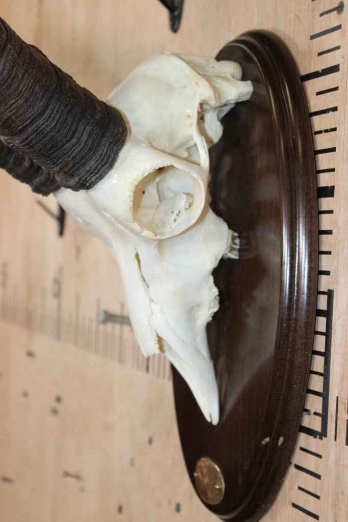 Big GREDOS IBEX Skull on a Wood Plaque - 4