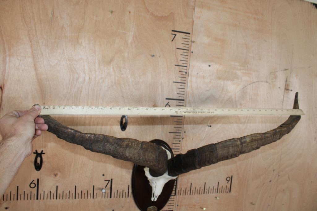 Big GREDOS IBEX Skull on a Wood Plaque - 7