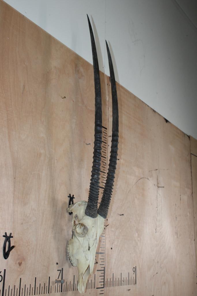 GEMSBOK Skull - 2