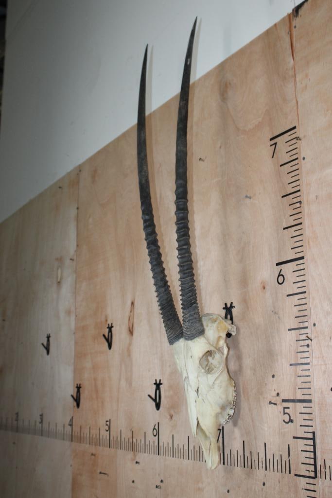GEMSBOK Skull - 3