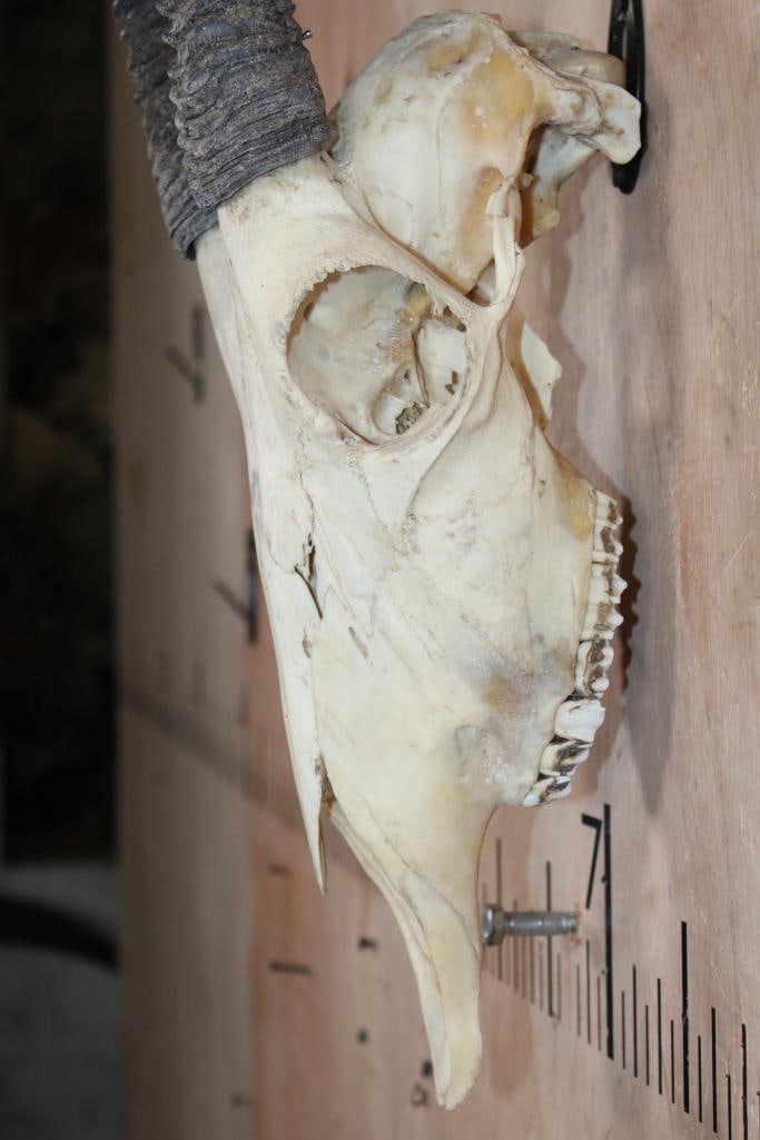GEMSBOK Skull - 4