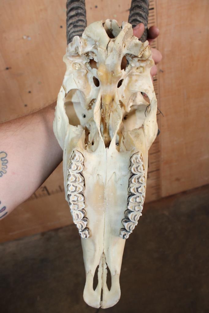GEMSBOK Skull - 7