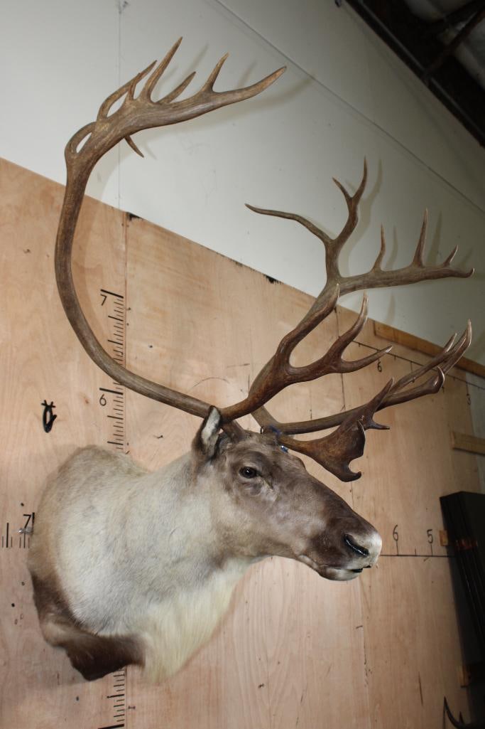Big 25-Point CARIBOU Shoulder Mount - 2