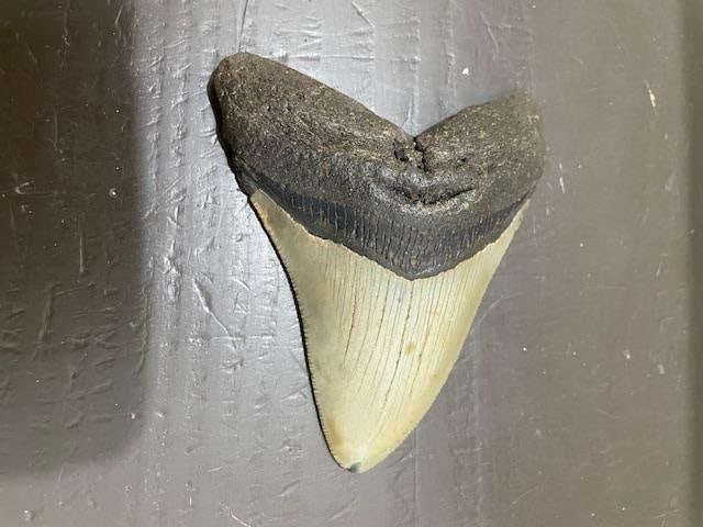 Big MEGALODON Shark Tooth Fossil - 2