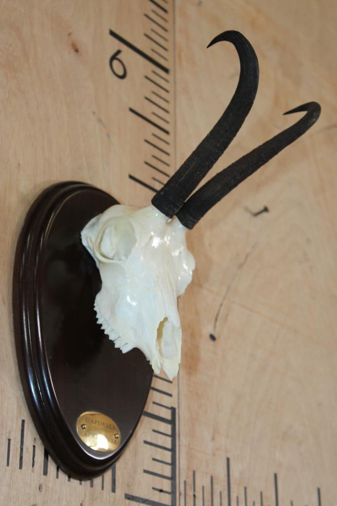 CHAMOIS Skull on a Wood Plaque - 2