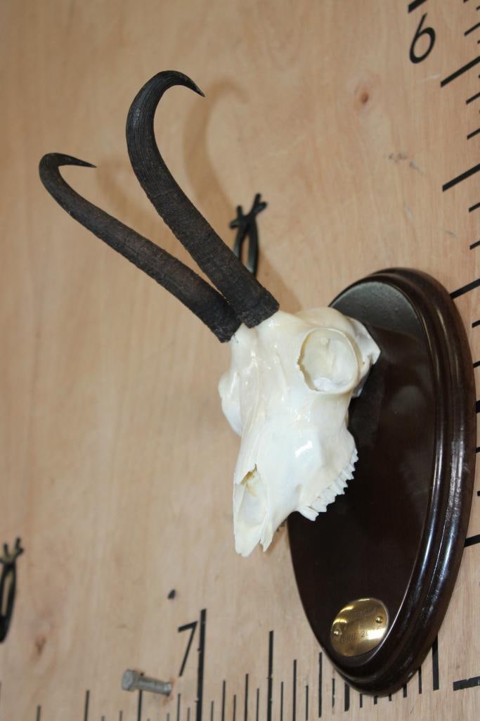 CHAMOIS Skull on a Wood Plaque - 3