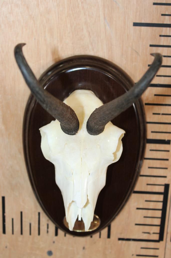 CHAMOIS Skull on a Wood Plaque - 4