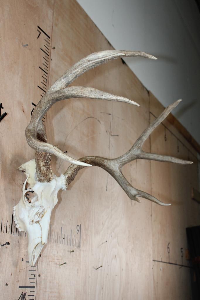 10-Point MULE DEER Skull - 2