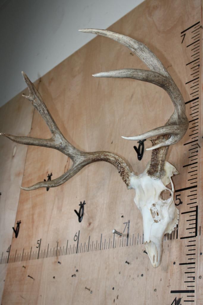 10-Point MULE DEER Skull - 3