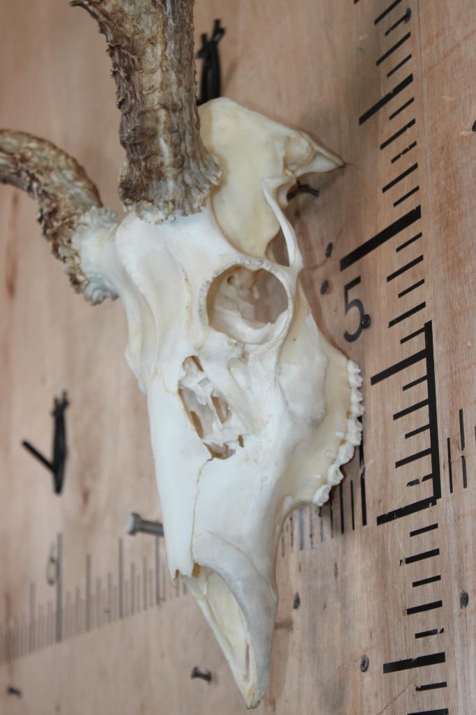 10-Point MULE DEER Skull - 4
