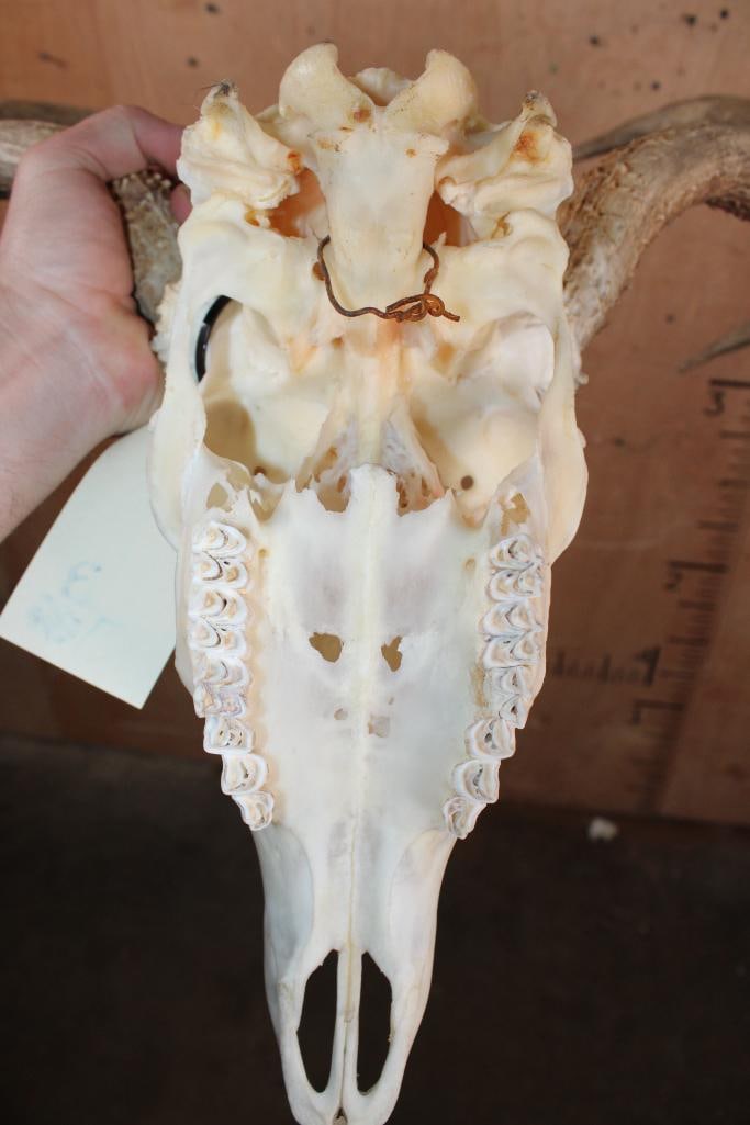 10-Point MULE DEER Skull - 7