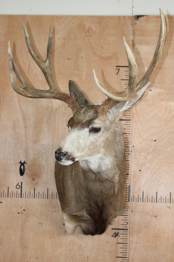 Big 10-Point MULE DEER Wall Pedestal - 2