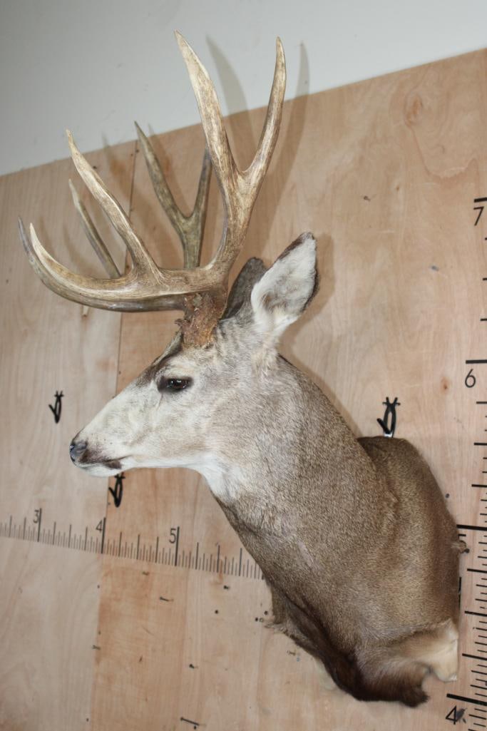 Big 10-Point MULE DEER Wall Pedestal - 3
