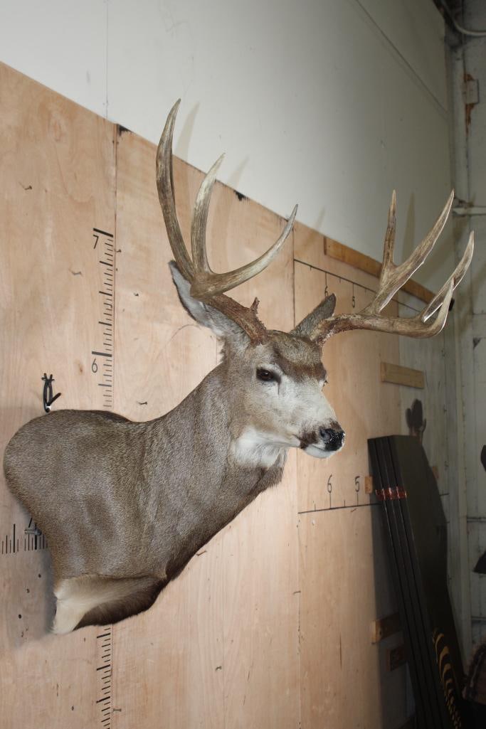 Big 10-Point MULE DEER Wall Pedestal - 4