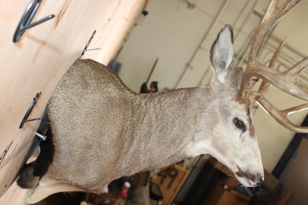 Big 10-Point MULE DEER Wall Pedestal - 5