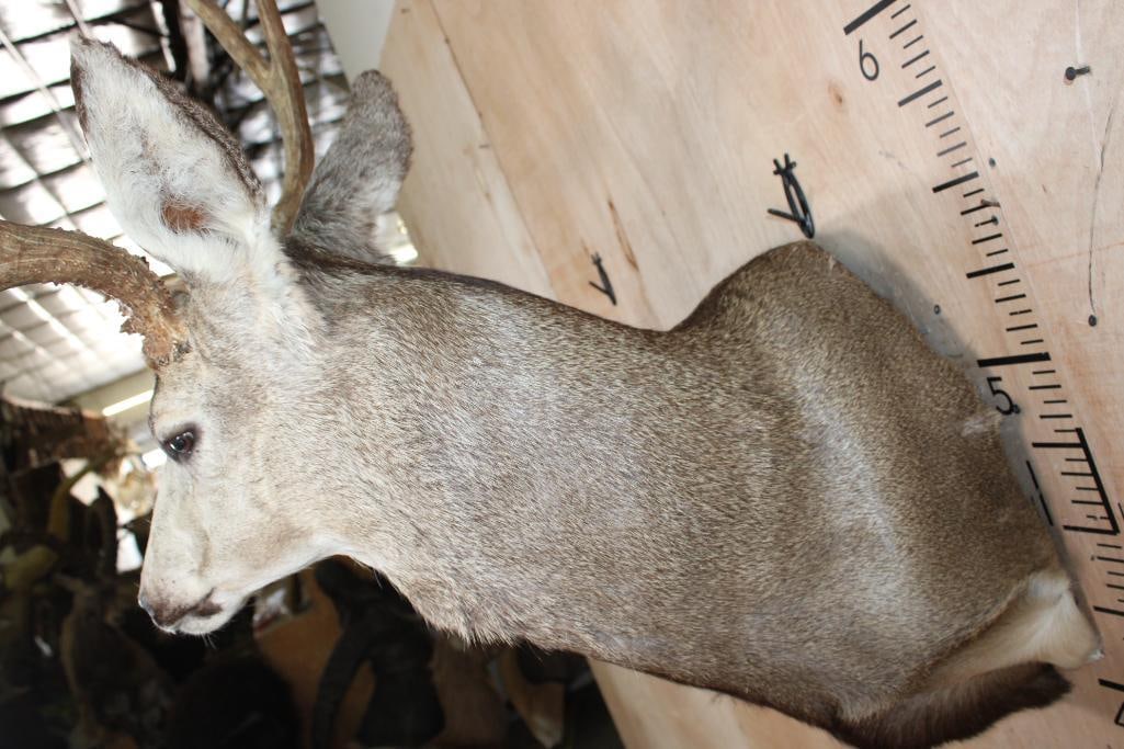 Big 10-Point MULE DEER Wall Pedestal - 6