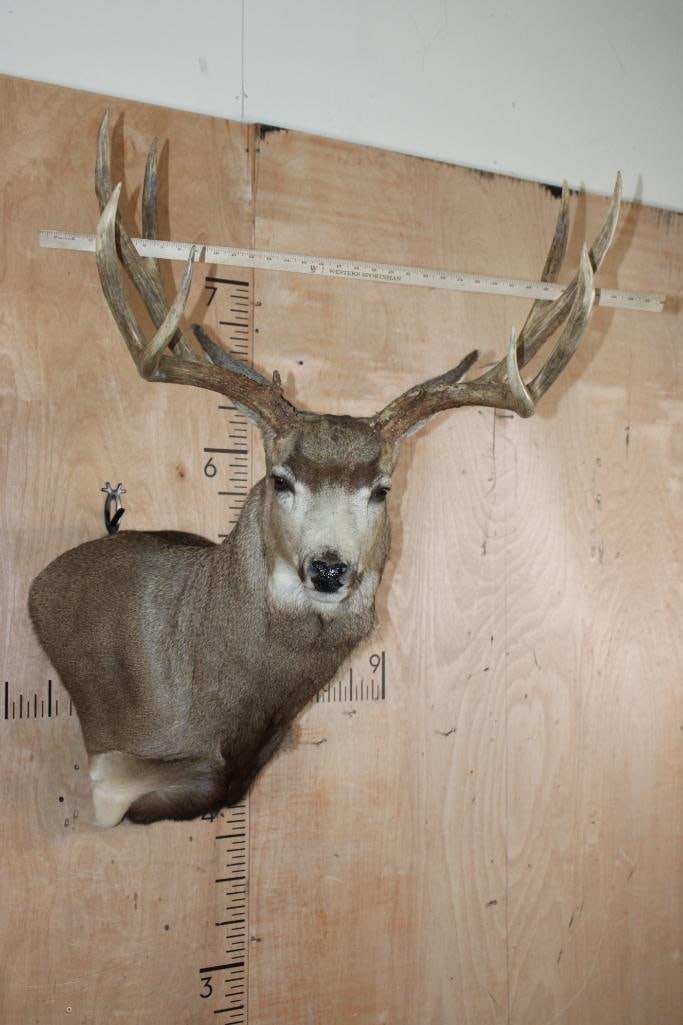 Big 10-Point MULE DEER Wall Pedestal - 7