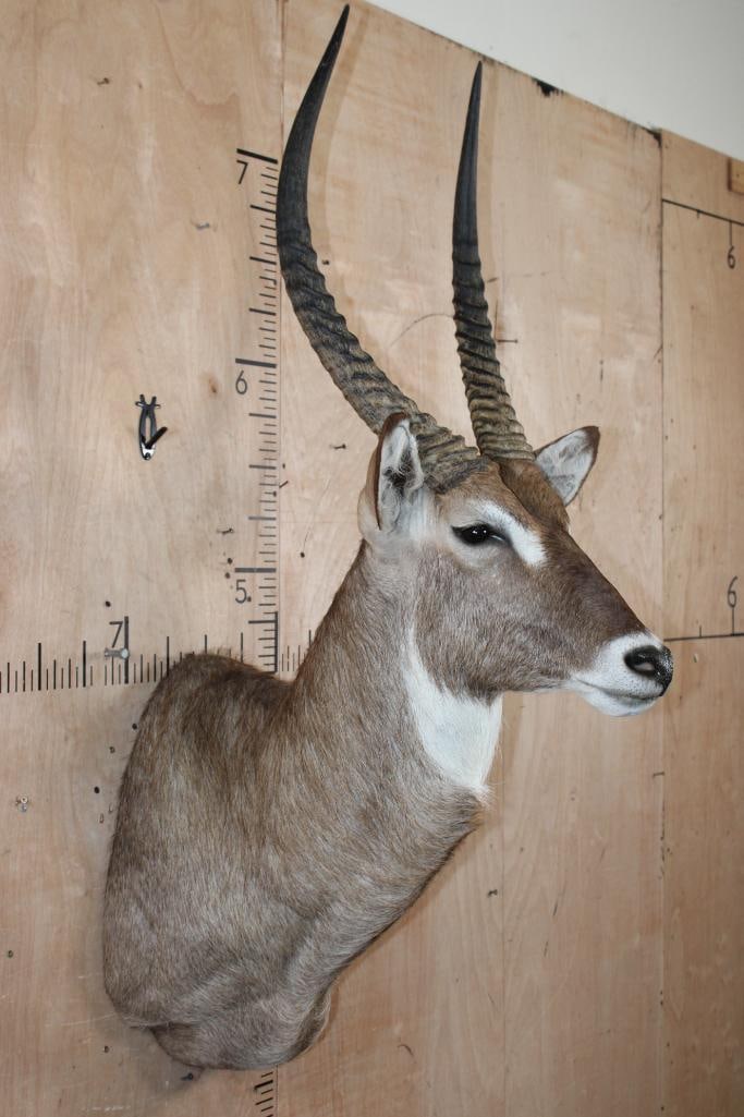 WATERBUCK Shoulder Mount - 2